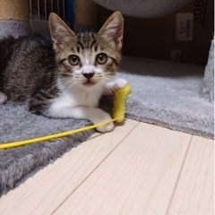 子猫 保護猫