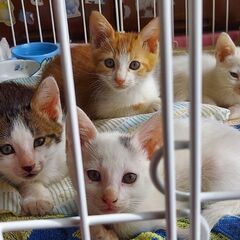 【一時、受け付けを中止します】野良猫ちゃん(生後2カ月弱)の里親...