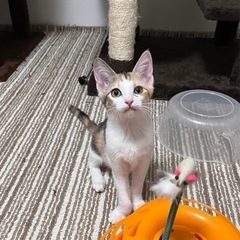 三毛猫のみーちゃん　