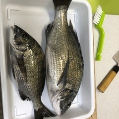 船釣り仲間で月曜日休める方 - 友達