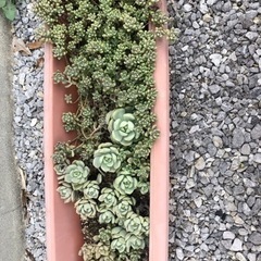 ポトス、多肉植物あげます。