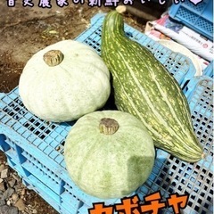★音更農家の採れたて夏野菜　かぼちゃ★