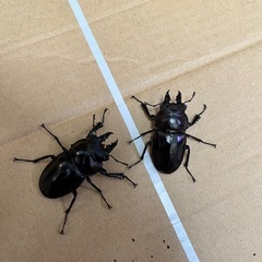 ヤエヤママルバネ　♂♂