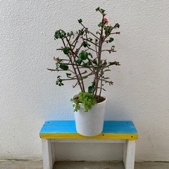 トゲナシハナキリン