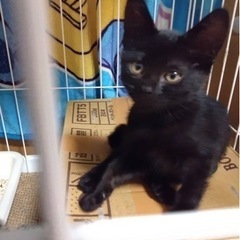 子猫　保護猫