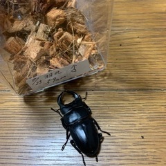 オオクワガタ　ペアの画像