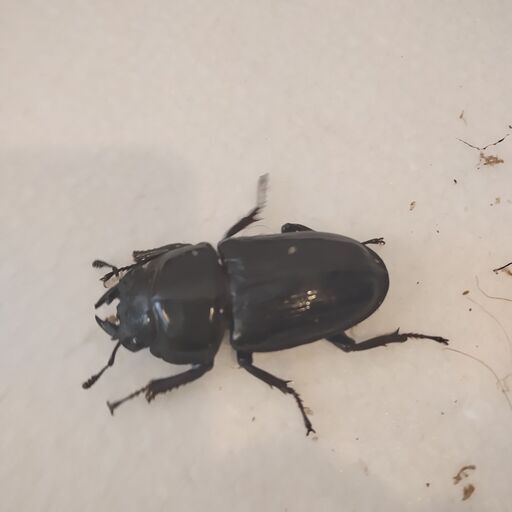 ホペイオオクワガタ成虫　♂11頭♀3頭（未使用）