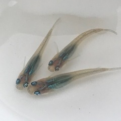 しずく　メダカ　２ペア+1匹