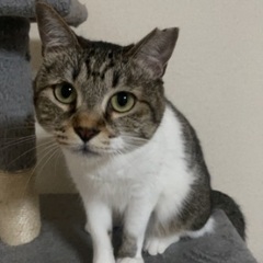 4歳の人大好きなサバトラちゃん🐱