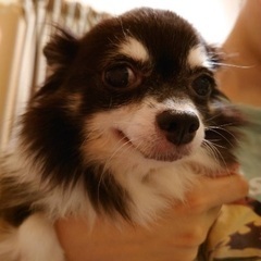 とてもおだやかな　チワワ　ちょびちゃん