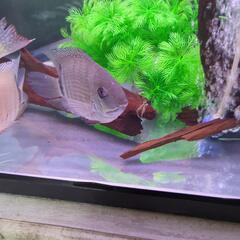 熱帯魚　セベラム