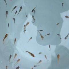 メダカ1匹20円の画像