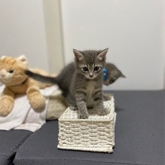 サバトラ？ 子猫(里親候補者さんとお話中です)