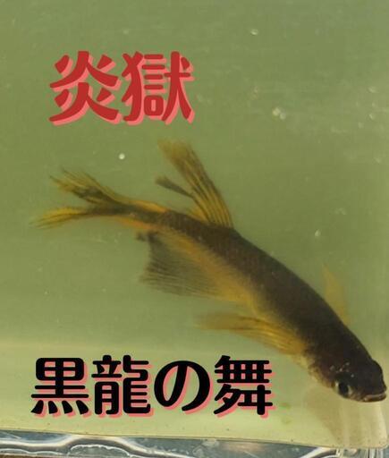 決まりました　限定！炎獄黒龍の舞メダカ　稚魚5匹　