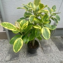 大型 観葉植物 フィカス アルテシマ ゴムの木 極太幹