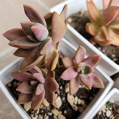 🍀多肉植物🍀の画像