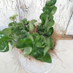 ホヤ コンパクタ　観葉植物の画像