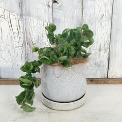 ホヤ コンパクタ　観葉植物の画像