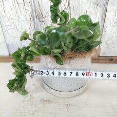 ホヤ コンパクタ　観葉植物の画像