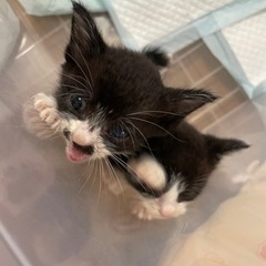 仔猫ちゃんの里親募集
