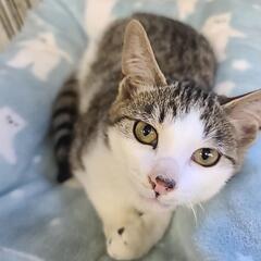 奇跡の生還した子猫の里親募集中