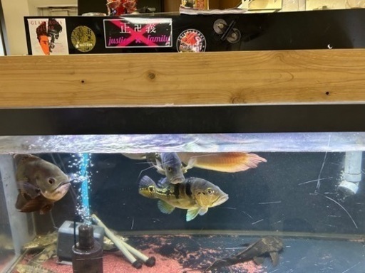 割引対応します！値下げしました‼️生体、水槽売ります