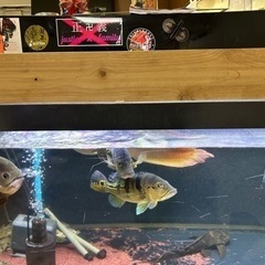 割引対応します！値下げしました‼️生体、水槽売ります