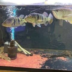 割引対応します！値下げしました‼️生体、水槽売りますの画像