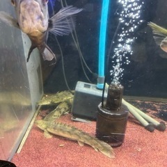 割引対応します！値下げしました‼️生体、水槽売りますの画像