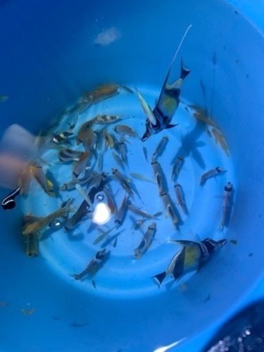 海水魚　まとめ売り　5000円次回の海で逃します。