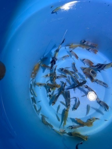 海水魚　まとめ売り　5000円次回の海で逃します。
