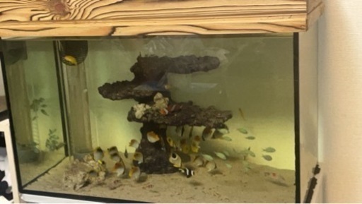 海水魚　まとめ売り　5000円次回の海で逃します。