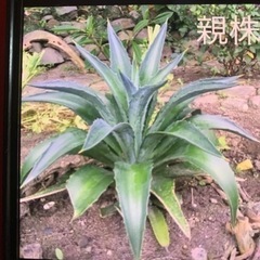 6/12日より半額セール！ アガベ（アメリカーナ）の画像