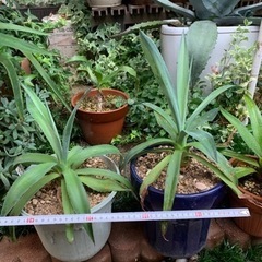 6/12日より半額セール！ アガベ（アメリカーナ）の画像