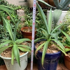 6/12日より半額セール！ アガベ（アメリカーナ）の画像