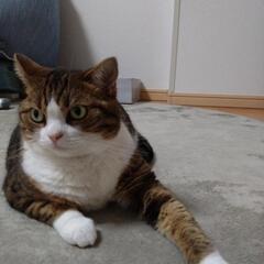 猫用ロイヤルカナンユリナリーケアの画像