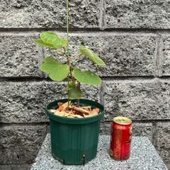 最終処分：ゴールデンキング挿し木苗（鉢無し）