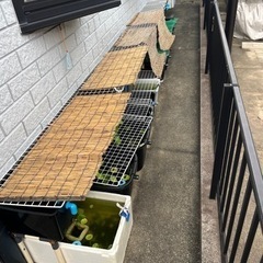 メダカ　容器　引退　メダカすくい　スーパーボール掬い一式の画像