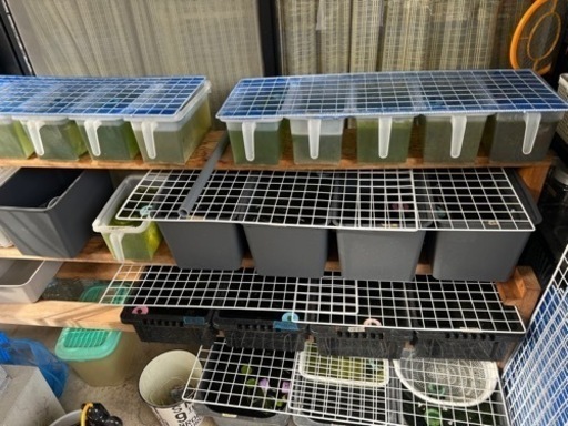 メダカ　容器　引退　メダカすくい　スーパーボール掬い一式