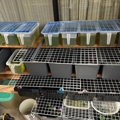 メダカ　容器　引退　メダカすくい