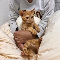 猫2匹飼っていただける方、もしくは1匹だけという方も⚪︎