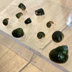 姫タニシの稚貝【ビオトープ】の画像