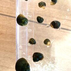姫タニシの稚貝【ビオトープ】の画像