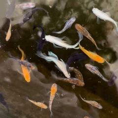 【受け取り予定者決定済】MIX メダカの画像