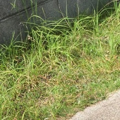 【決まりました】草むしりを手伝っていただきたいです！