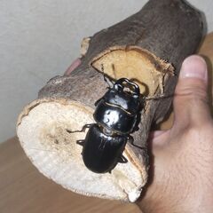 （別投稿で商談成立）オオクワガタ（川西産）オス単品　小歯約３９ミ...