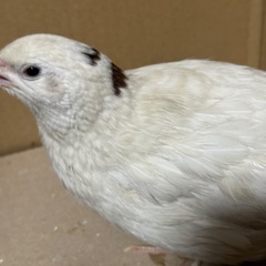 ジャンボウズラ白オス2匹 − 山口県