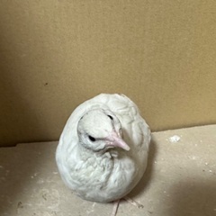 ジャンボウズラ白オス2匹