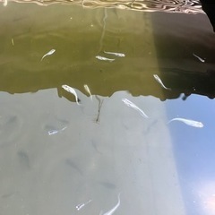 敬老の日セール(本日のみ)サバンナ様直系 深海松井鰭長10匹②の画像