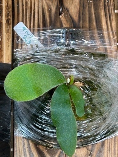 ビカクシダ セルソタッタ　子株